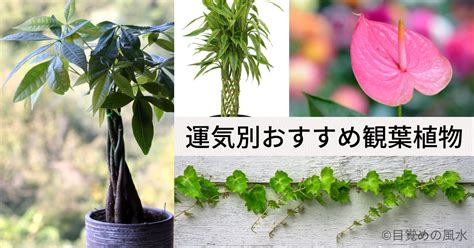 風水植物|風水で良いおすすめ観葉植物20選！運気アップできる。